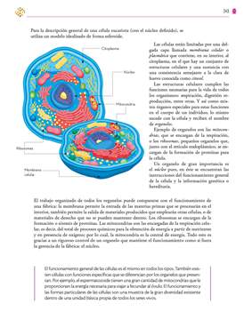 Saberes y Pensamiento Cientifico Primer grado página 243