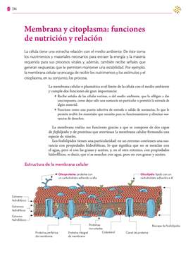 Saberes y Pensamiento Cientifico Primer grado página 244