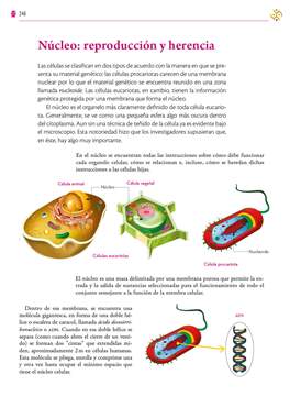 Saberes y Pensamiento Cientifico Primer grado página 246